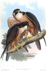 Falco peregrinator